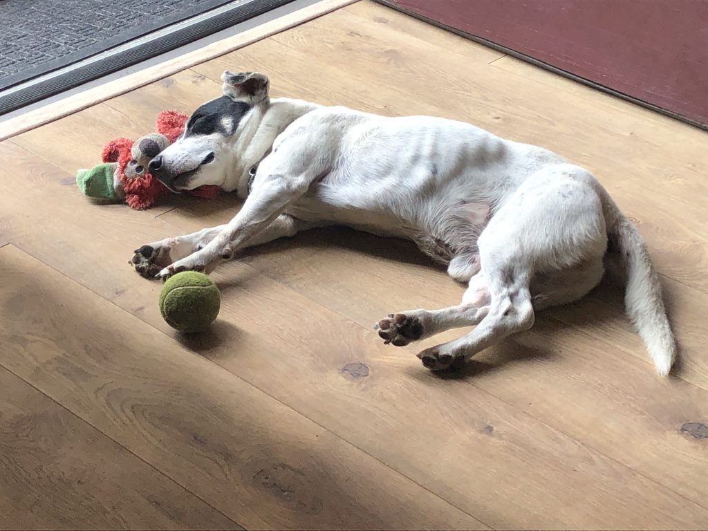 disengaged team - picture of bored stiff jack russell